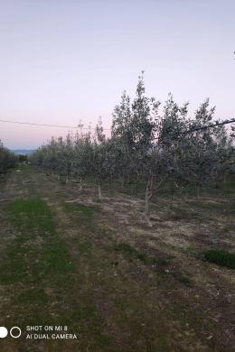 Αγ χαραλαμποσ καλαμακι ισθμιων